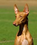 Pharaoh Hound 9P003D-060